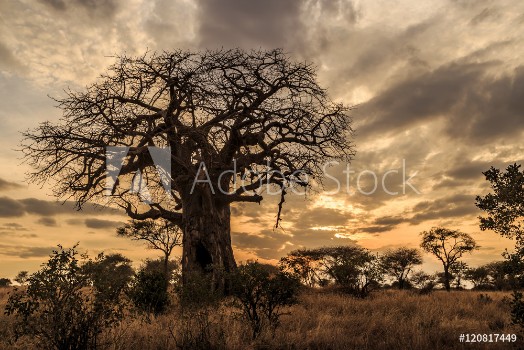 Picture of Baobab Tree at Sunset Tanzania
